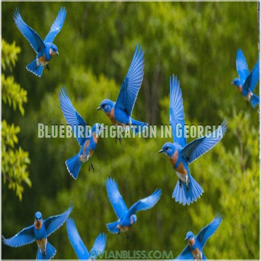 Bluebird Migration in Georgia