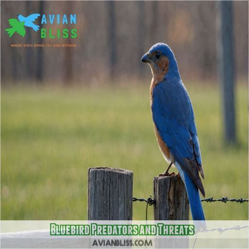 Bluebird Predators and Threats