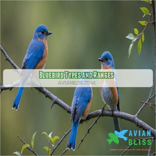 Bluebird Types and Ranges