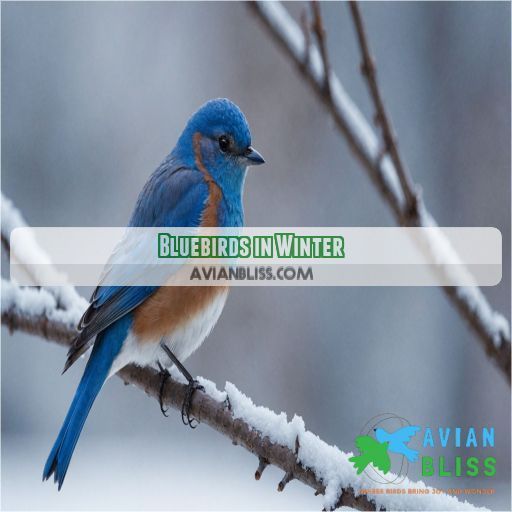 Bluebirds in Winter