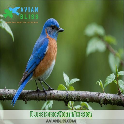 Bluebirds of North America