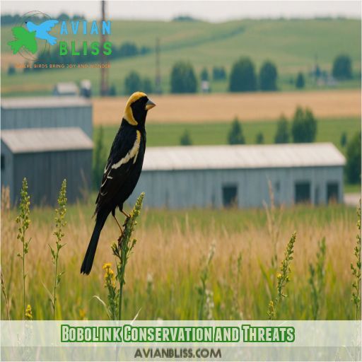 Bobolink Conservation and Threats