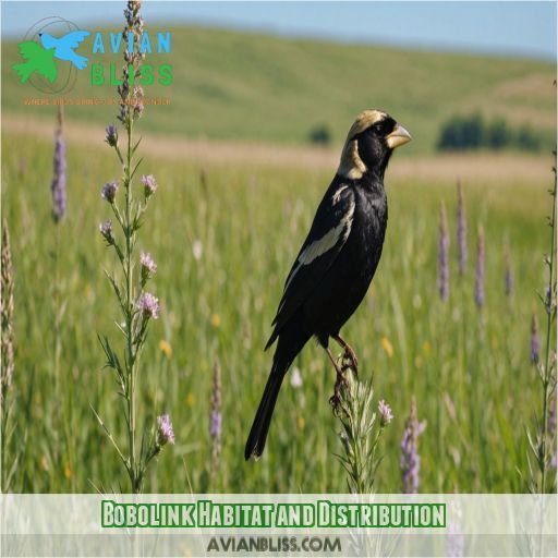 Bobolink Habitat and Distribution