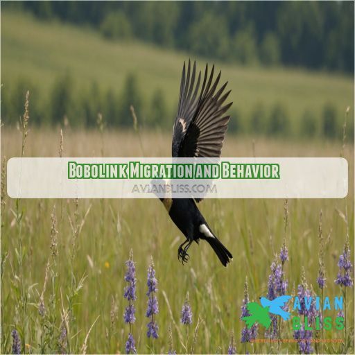 Bobolink Migration and Behavior