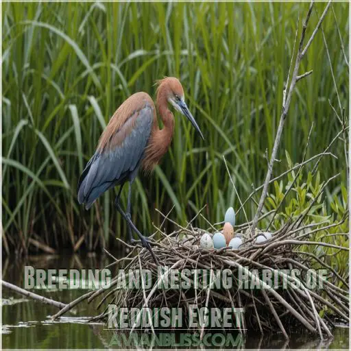 Breeding and Nesting Habits of Reddish Egret