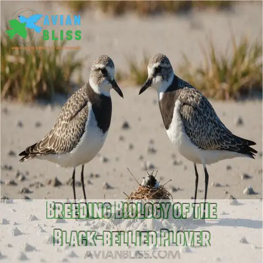 Breeding Biology of the Black-bellied Plover