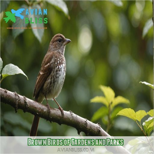 Brown Birds of Gardens and Parks