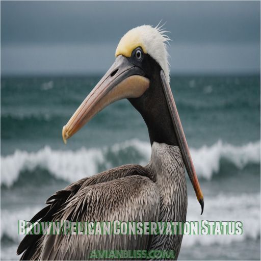 Brown Pelican Conservation Status