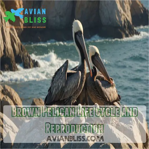 Brown Pelican Life Cycle and Reproduction