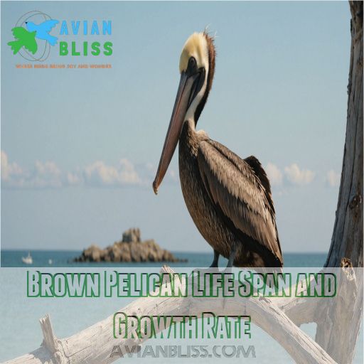 Brown Pelican Life Span and Growth Rate