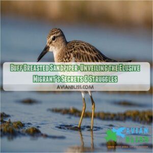 buff breasted sandpiper