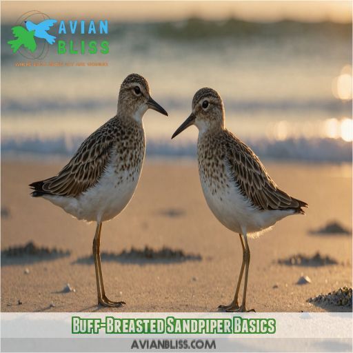 Buff-Breasted Sandpiper Basics