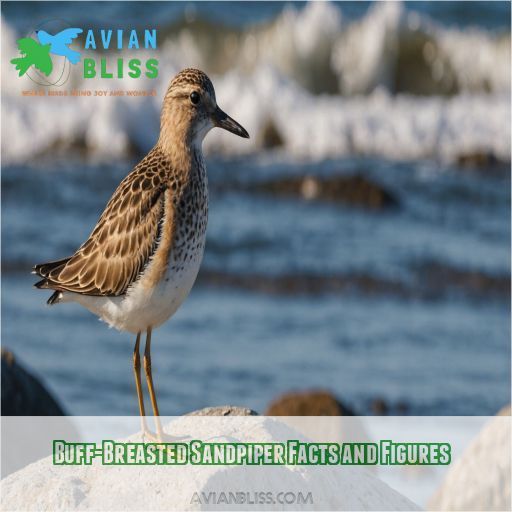 Buff-Breasted Sandpiper Facts and Figures