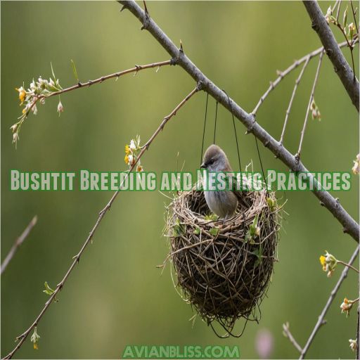 Bushtit Breeding and Nesting Practices