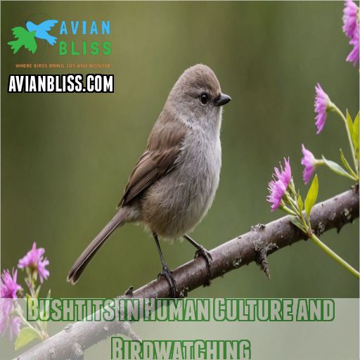 Bushtits in Human Culture and Birdwatching