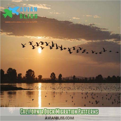 California Duck Migration Patterns