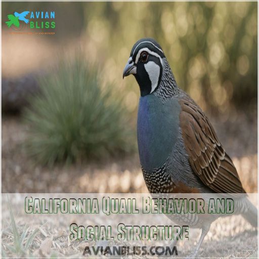 California Quail Behavior and Social Structure