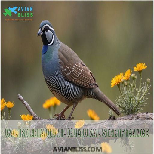 California Quail Cultural Significance