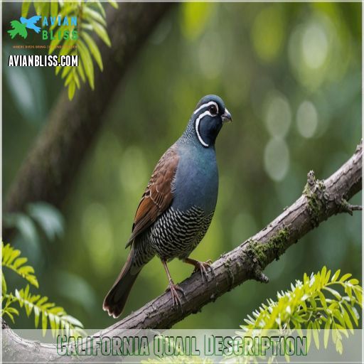 California Quail Description