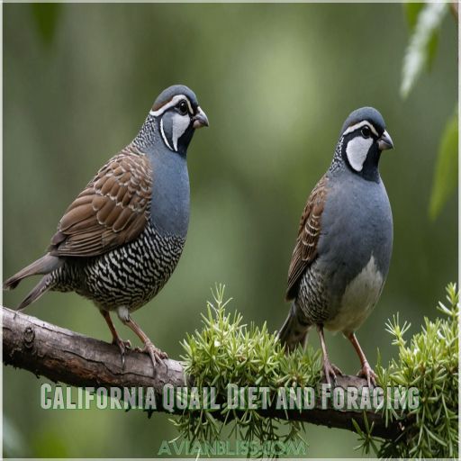 California Quail Diet and Foraging