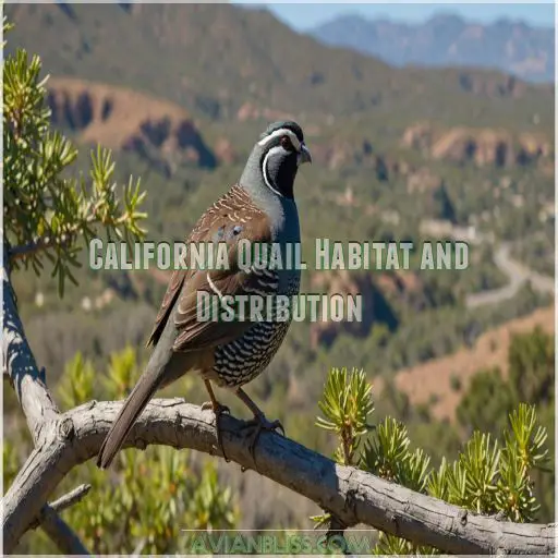 California Quail Habitat and Distribution