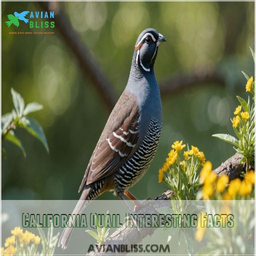 California Quail Interesting Facts