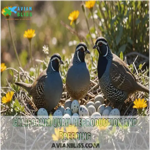 California Quail Reproduction and Breeding