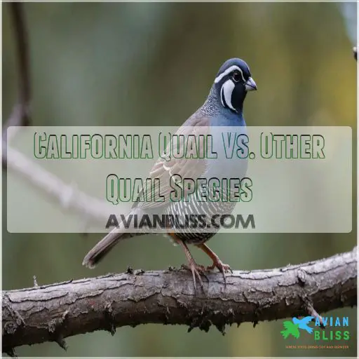 California Quail Vs. Other Quail Species