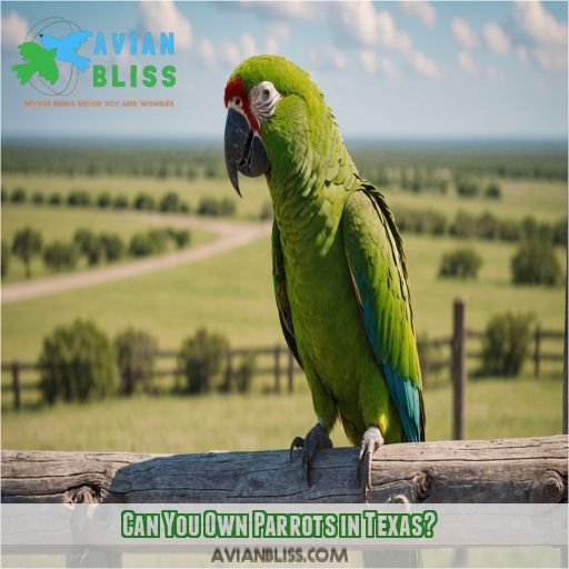 Can You Own Parrots in Texas