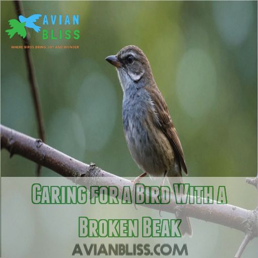 Caring for a Bird With a Broken Beak