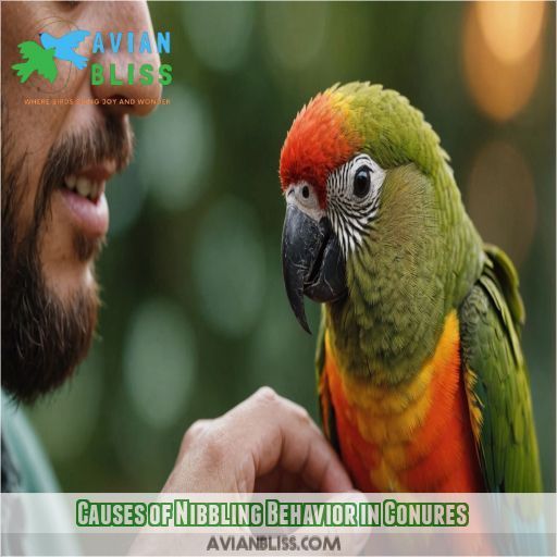 Causes of Nibbling Behavior in Conures