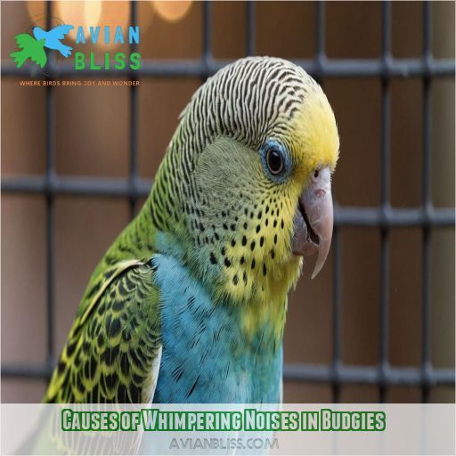 Causes of Whimpering Noises in Budgies