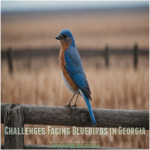 Challenges Facing Bluebirds in Georgia