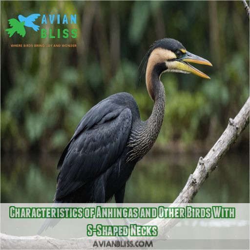 Characteristics of Anhingas and Other Birds With S-Shaped Necks