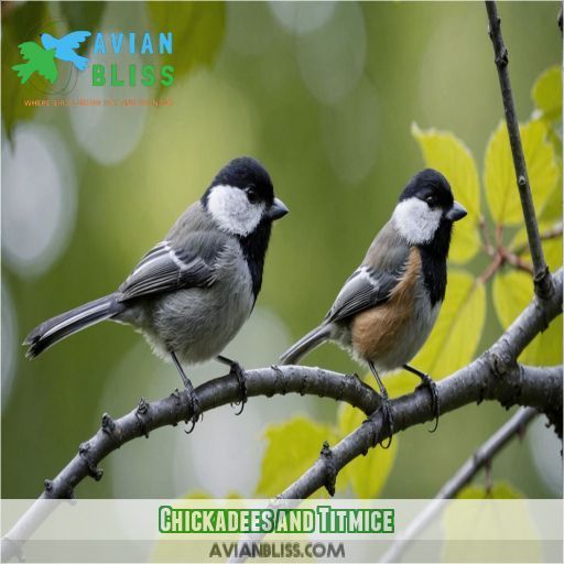 Chickadees and Titmice