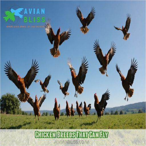 Chicken Breeds That Can Fly