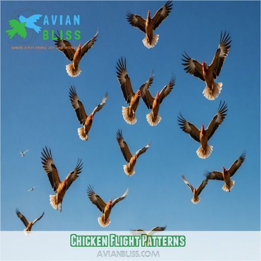 Chicken Flight Patterns