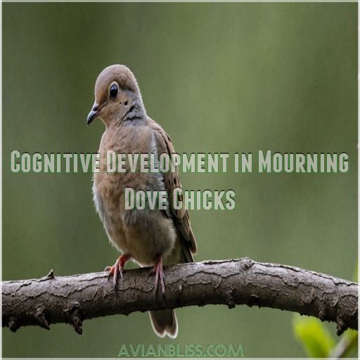 Cognitive Development in Mourning Dove Chicks