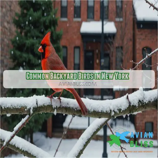 Common Backyard Birds in New York