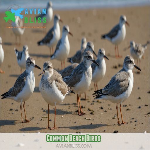 Common Beach Birds