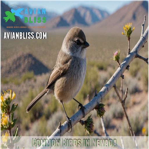 Common Birds in Nevada