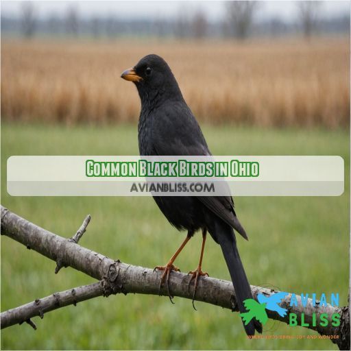 Common Black Birds in Ohio