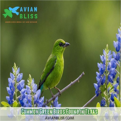 Common Green Birds Found in Texas