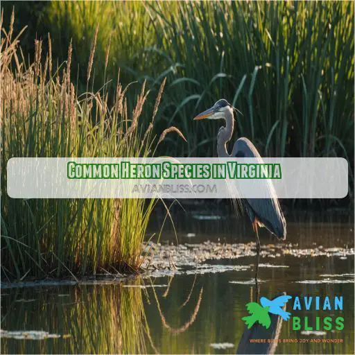 Common Heron Species in Virginia