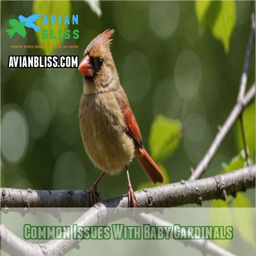 Common Issues With Baby Cardinals