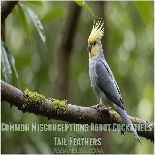 Common Misconceptions About Cockatiels