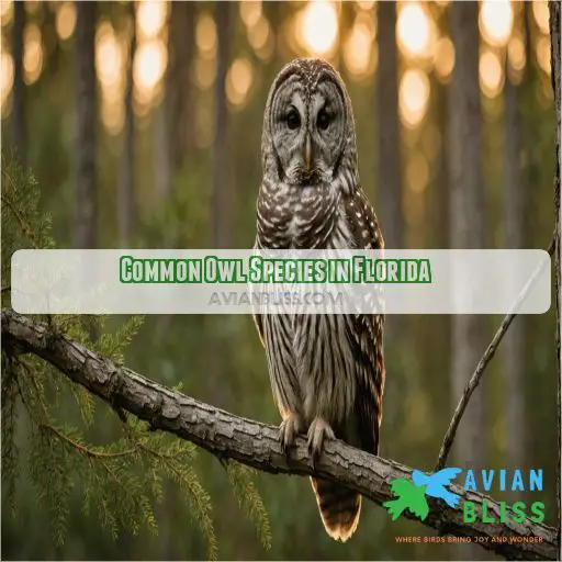 Common Owl Species in Florida