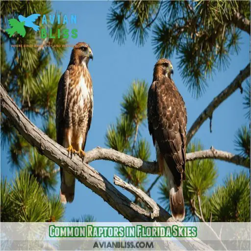 Common Raptors in Florida Skies