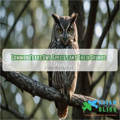 Common Texas Owl Species and Their Sounds