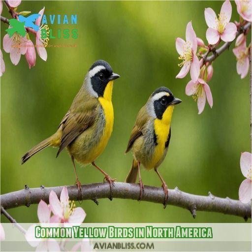 Common Yellow Birds in North America